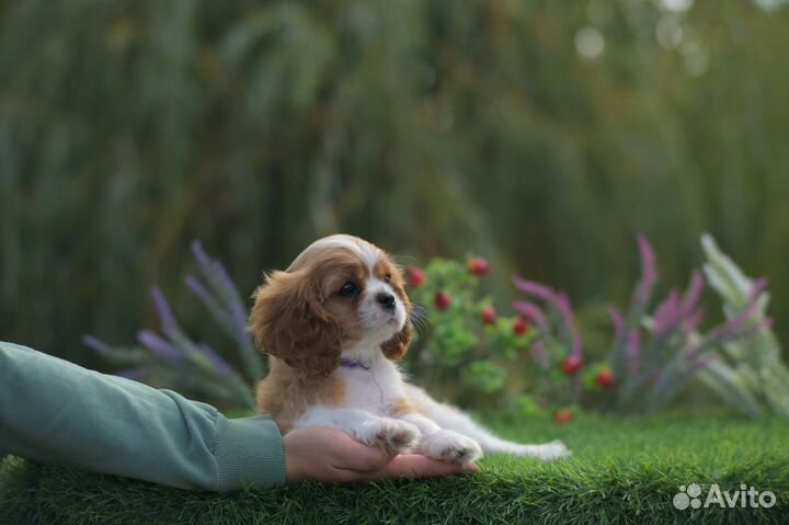 Кавалер Кинг Чарльз Спаниель