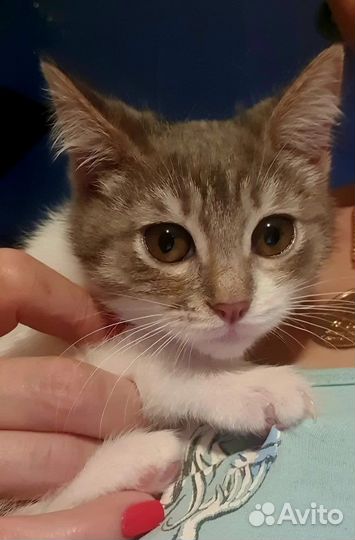 3 трехмесячных котенка