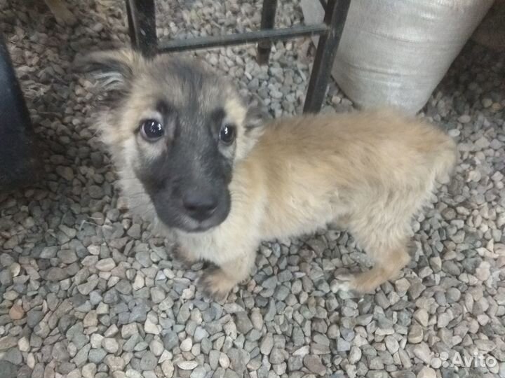 Щенки будут маленькими до 30-35см