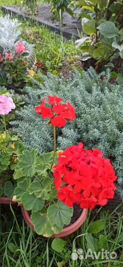 Продаю цветы, хорошо укоренённые