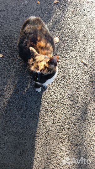 Кошка и кот ждем добрую семью, скоро зима