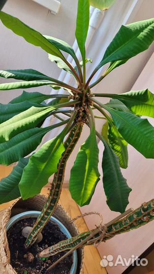 Комнатные растения