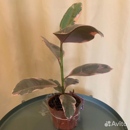 Комнатное растение Фикус