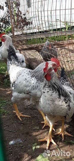 Молодые петухи, очень красивые