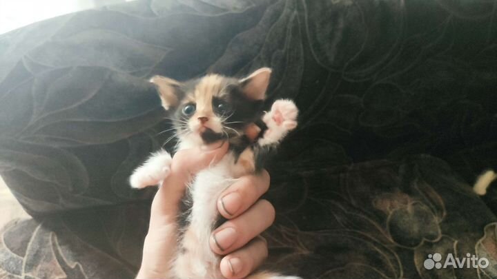 Кошки в добрые руки бесплатно