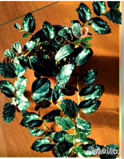 Пеллиония Даво