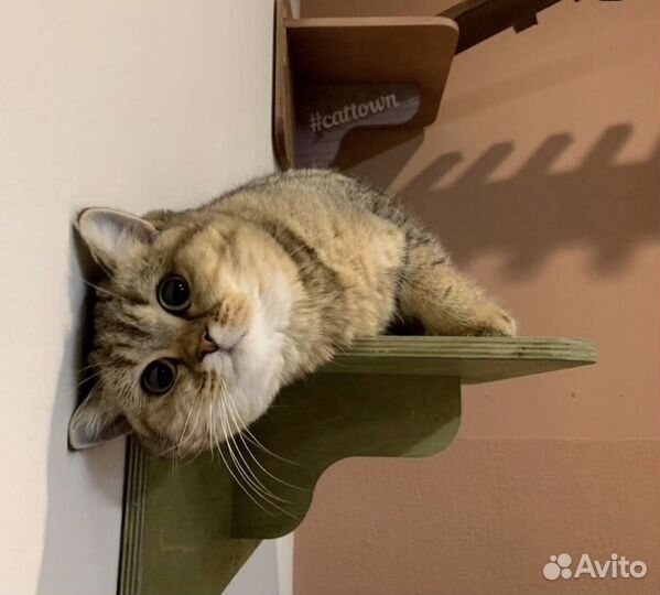 Зоогостиница для кошек/кошачий отель