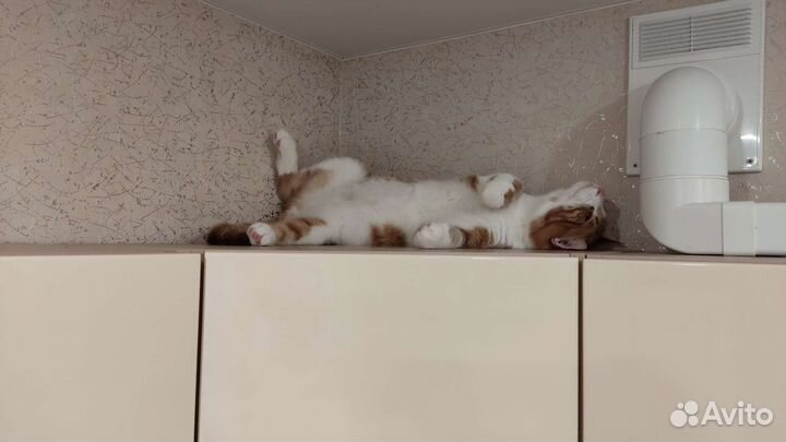 Кошка
