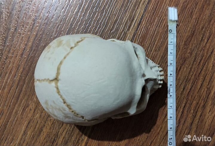 Череп из гипса (На заказ)