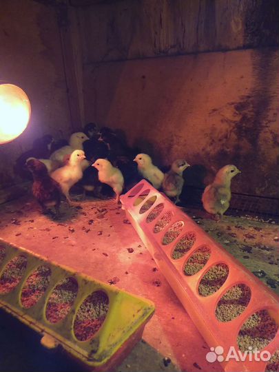 Индюшата хайбрид,бронза