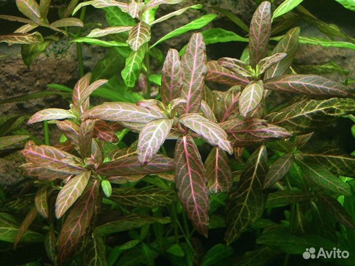 Аквариумные растения