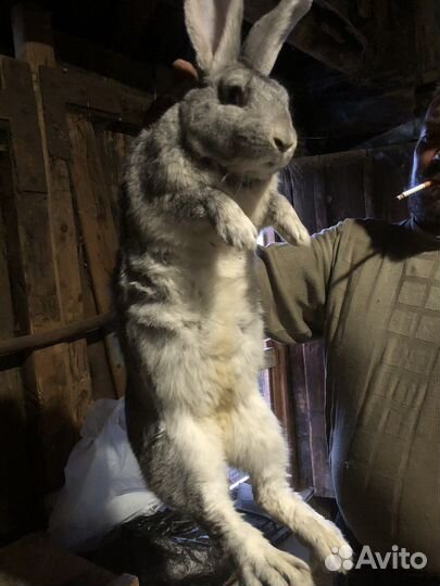 Крол фландер