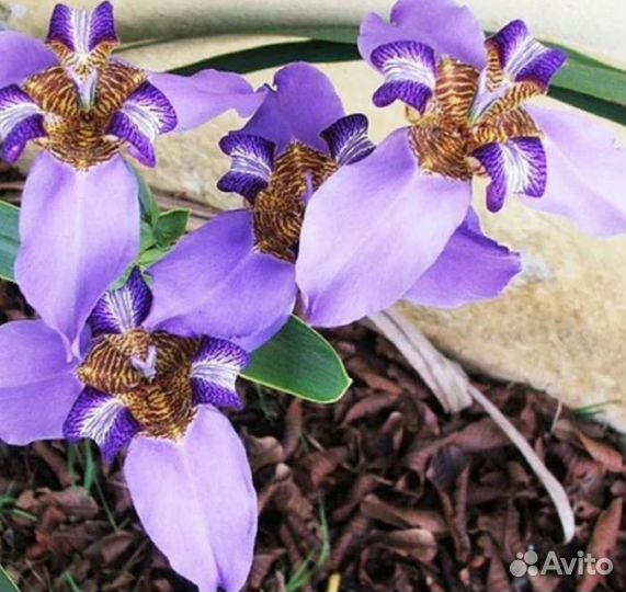 Руэллия Бриттона и Портелла