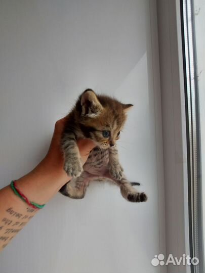 Кошка в дар