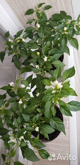 Декоративный перец 