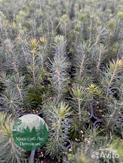Сосна зкс окс сеянцы Ель Лиственница Голуб Горная