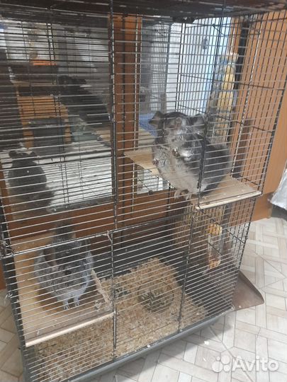 Шиншилла. Попугаи