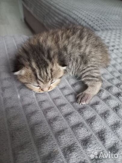 Шотландские котята