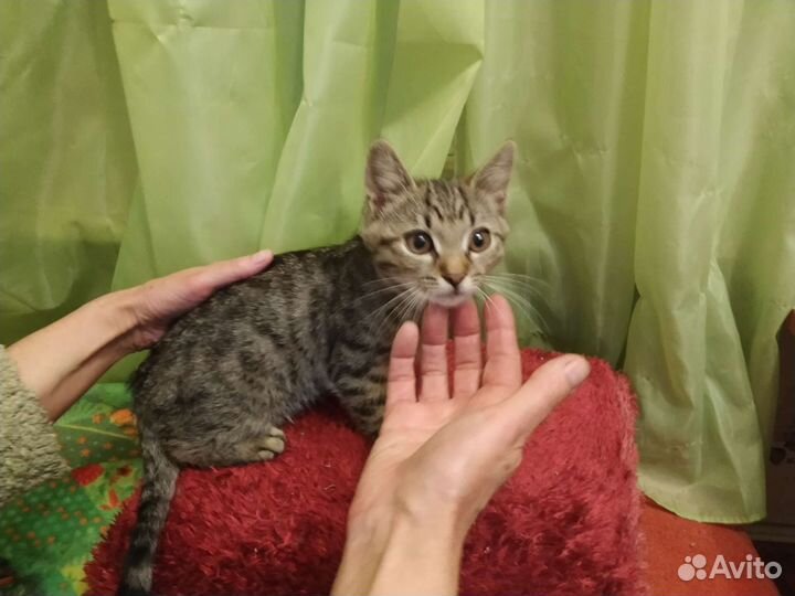 Кошки в добрые руки бесплатно