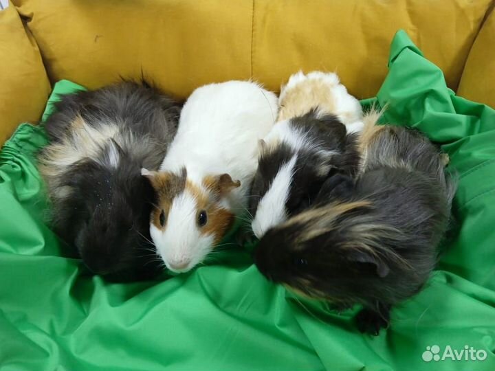 Морская свинка