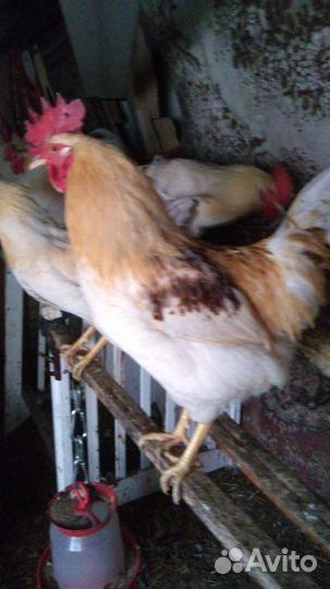 Молодые петухи