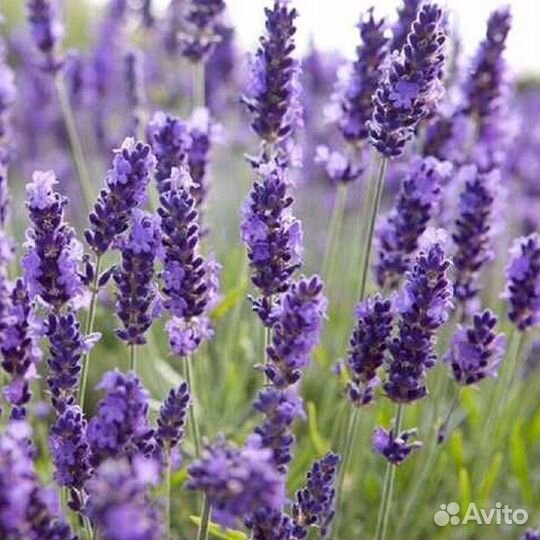 Лаванда,бересклет