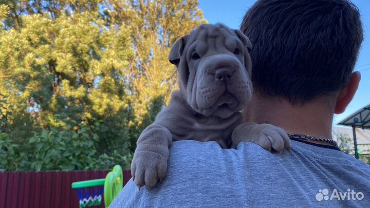 Лиловые, голубые щенки Шар-Пея