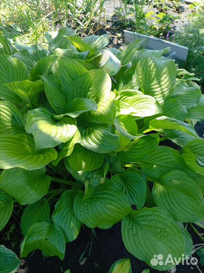 Хоста растение