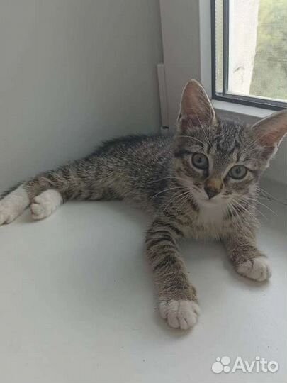 Котенок в добрые руки