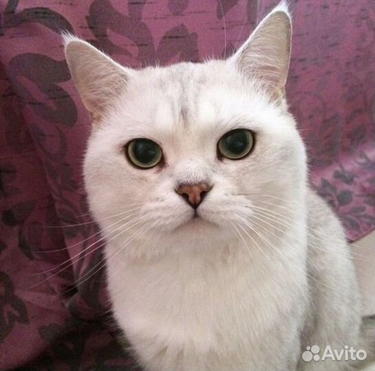 Британский кот бесплатно