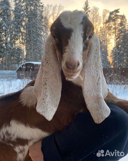 Коза мурсиана гранадина.коза камори нуб