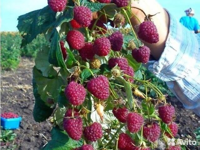 Саженцы малины с доставкой