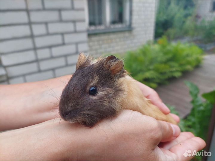 Морские свинки, малыши