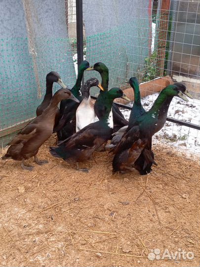 Индийский бегунок