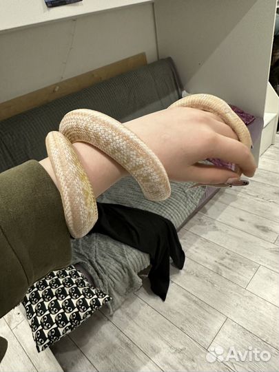 Змея маисовый полоз