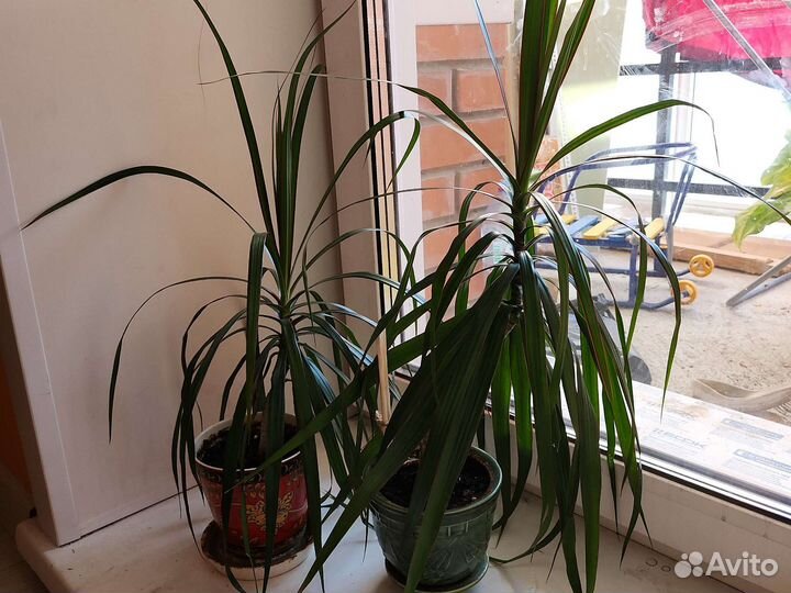 Драцена растения цветы
