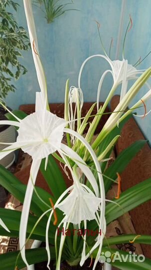 Гименокаллис