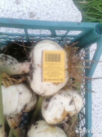 Рябчик императорский