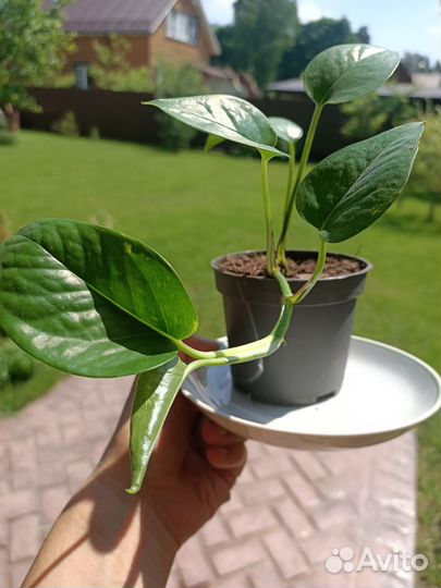 Комнатные растения цветы