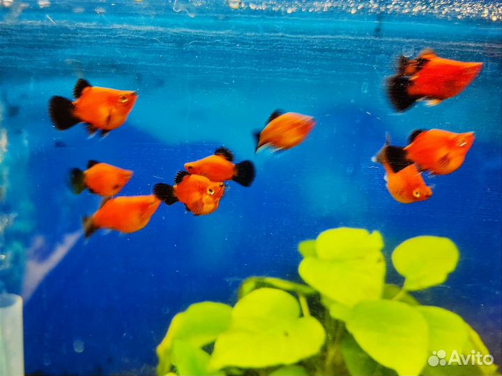 Пецилия дисковая