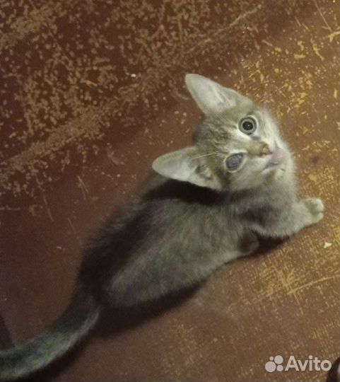 Малыш ищет хозяина