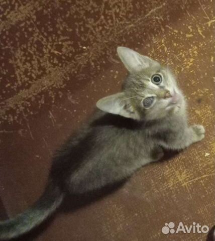 Малыш ищет хозяина