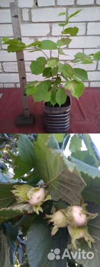 Саженец фундука