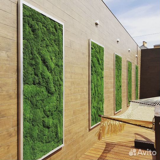 Фитопанно из мха пластового