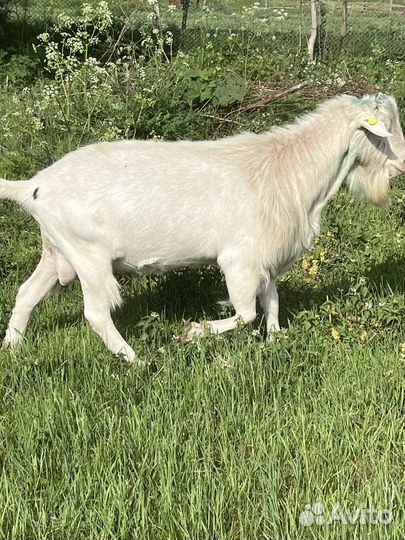 Козел зааненский
