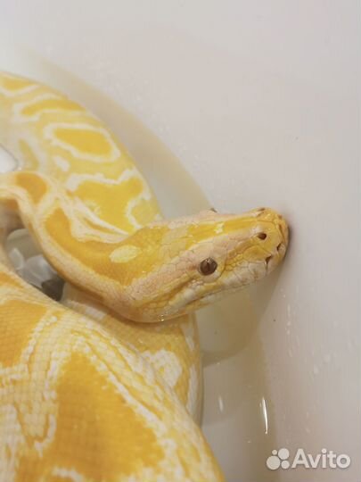 Аренда змей для фотосессий