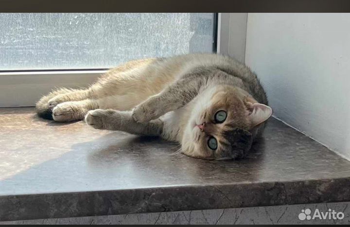 Котята породистые