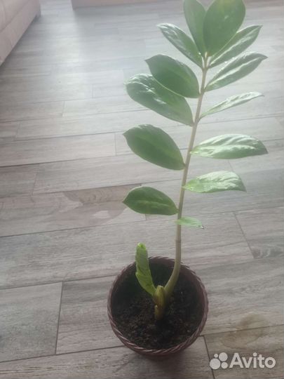 Замиокулькас