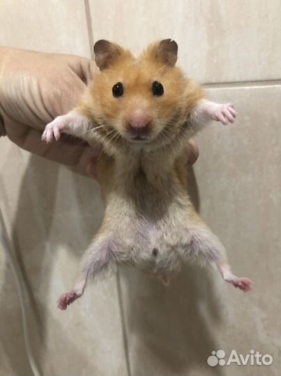 Сирийский хомяк с клеткой