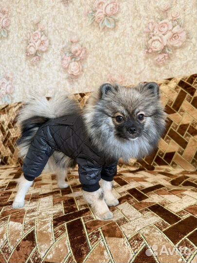 Одежда для маленьких собак